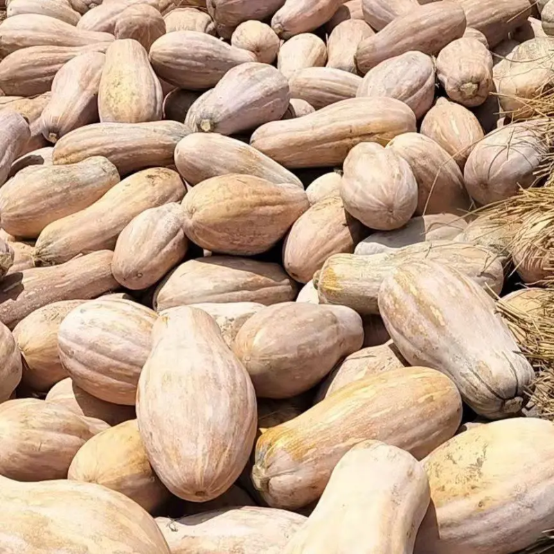 密本南瓜广西南瓜产地直发粉糯香甜保质保量量大优