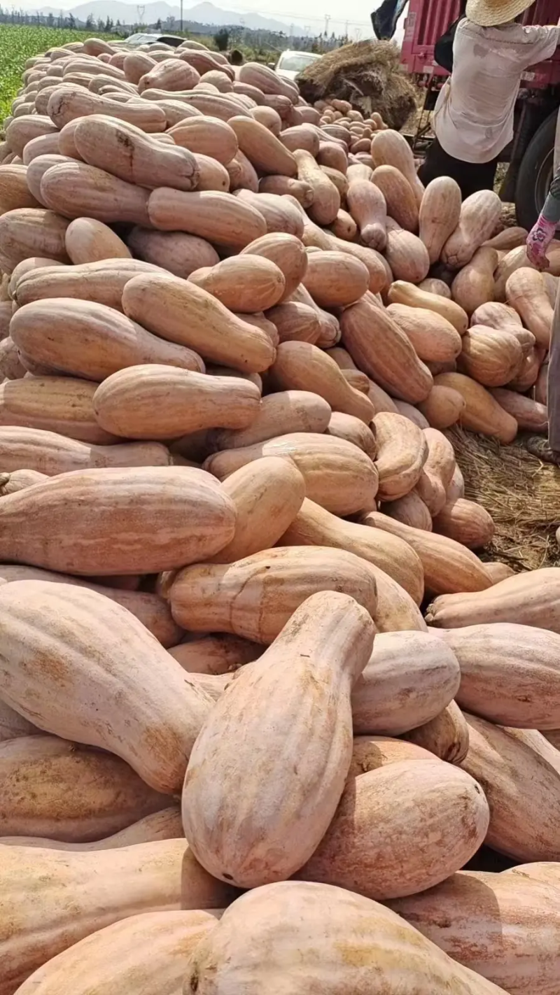 密本南瓜广西南瓜产地直发粉糯香甜保质保量量大优