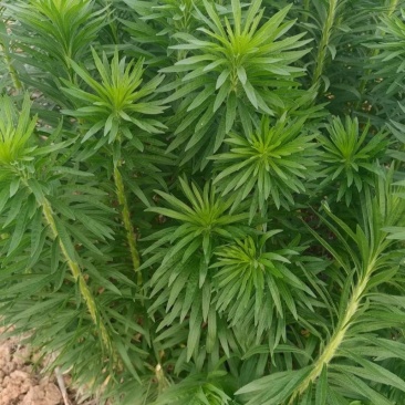 飞蓬草