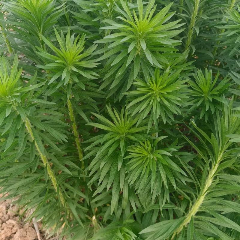 飞蓬草