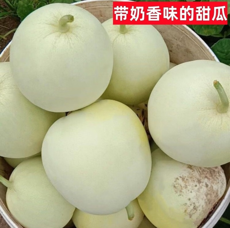 增城种植基地直供，玉奶香甜瓜，供市场，商超，餐饮，食堂等