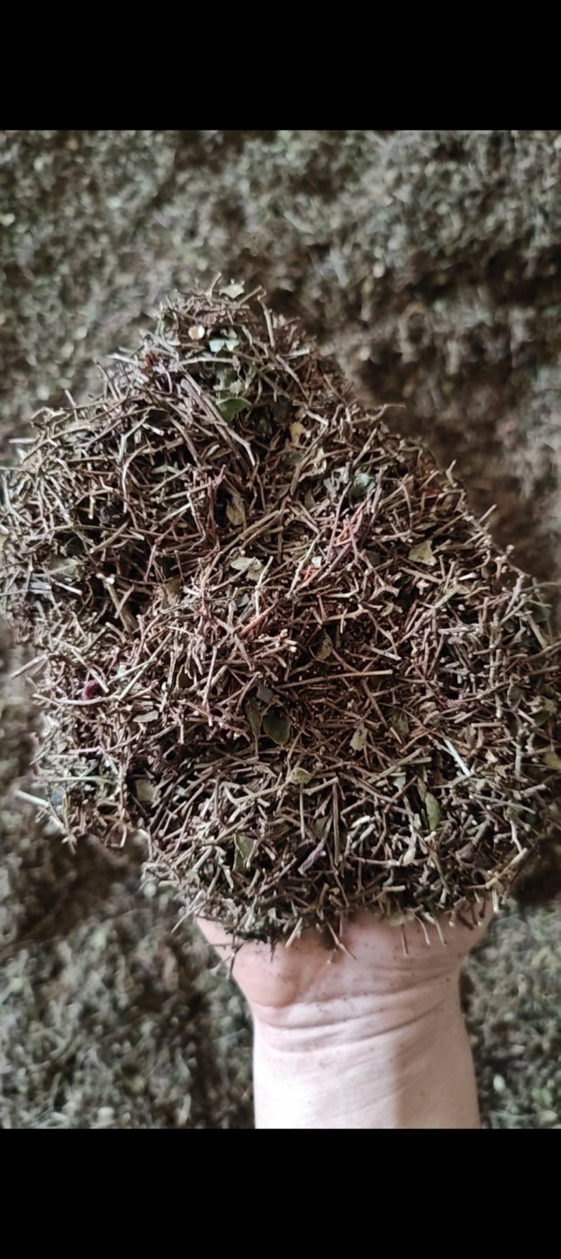 大红袍花椒杆，可打调料，产地直发，一手货源，欢迎采购