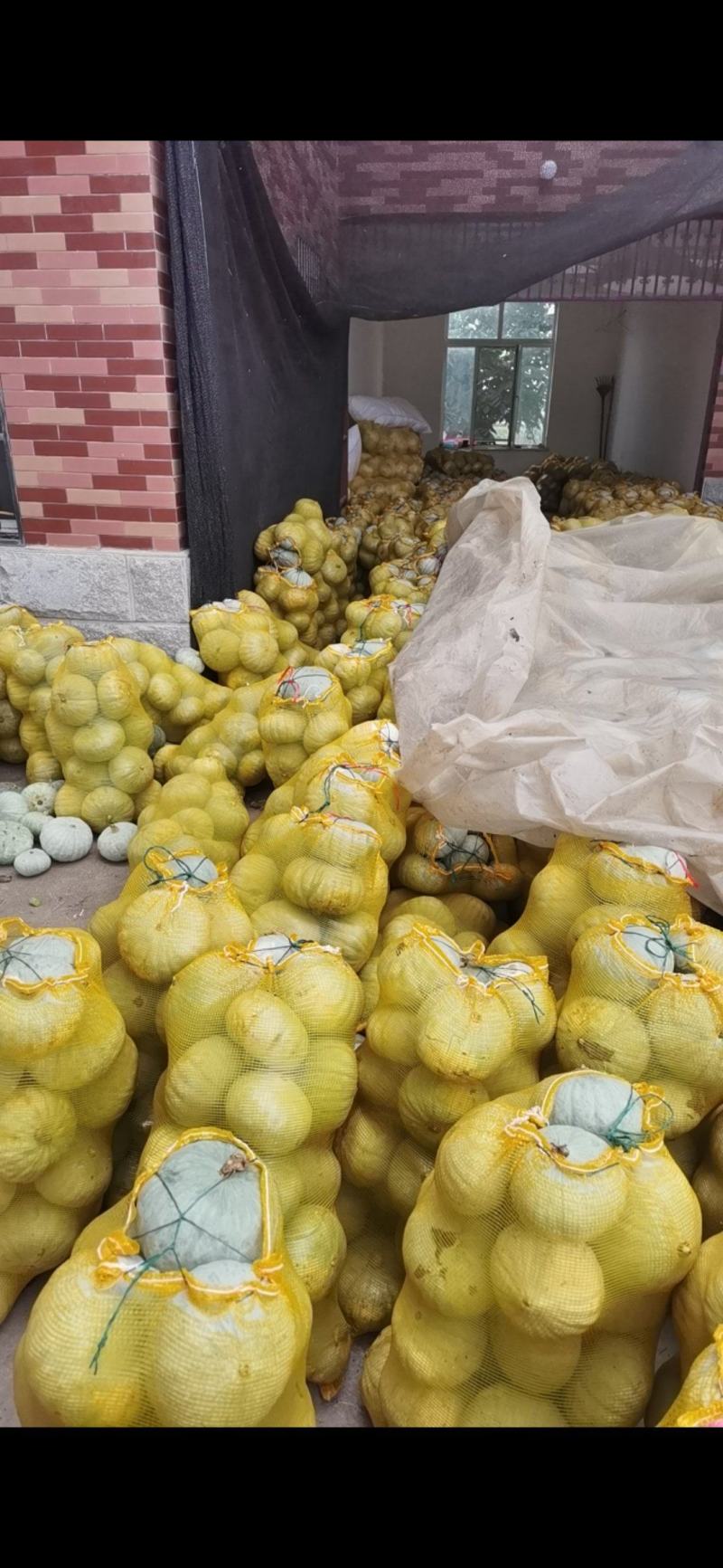 陕西省精品板栗南瓜，量大，可供食堂，电商，市场。