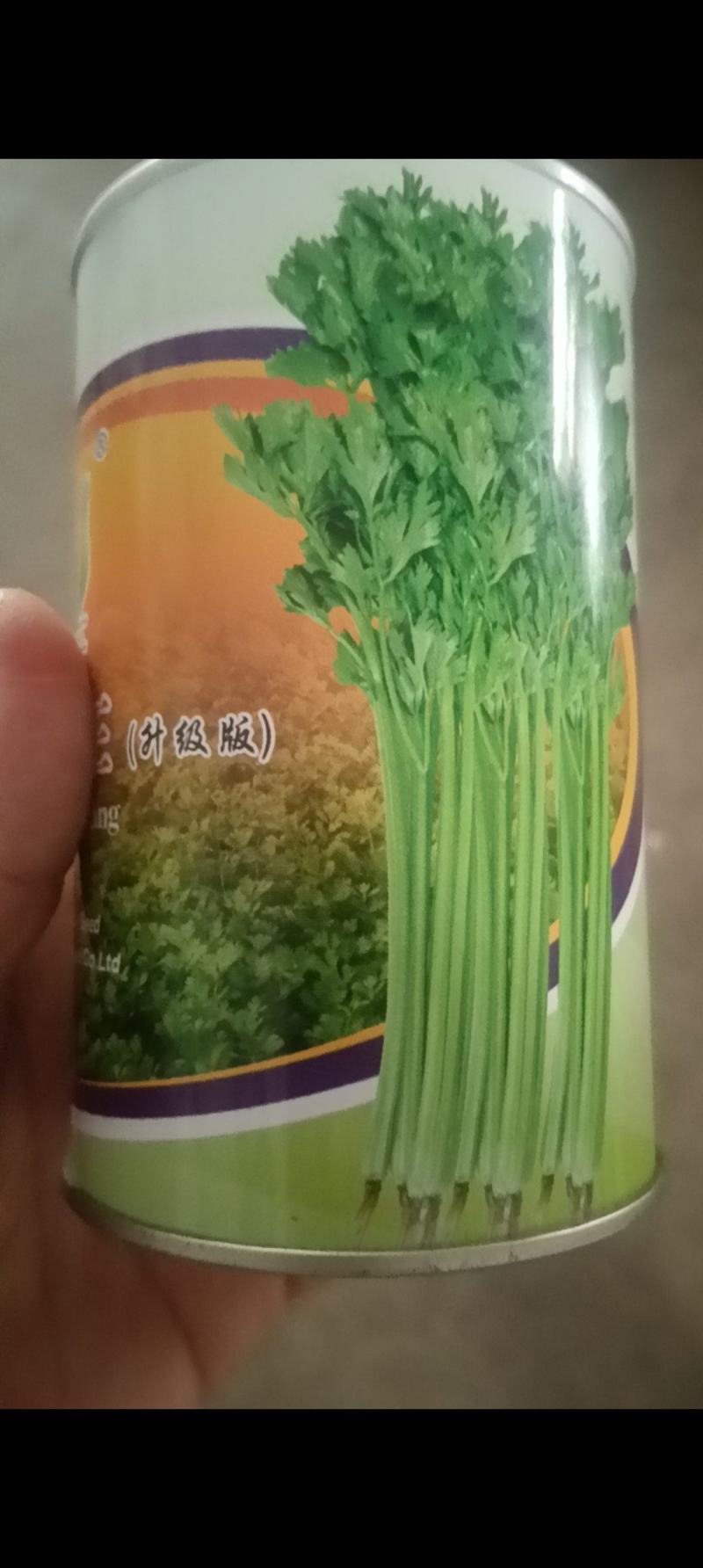 山东芹菜种子抗病芹王我级版基地大户均可栽培高产颜色好看
