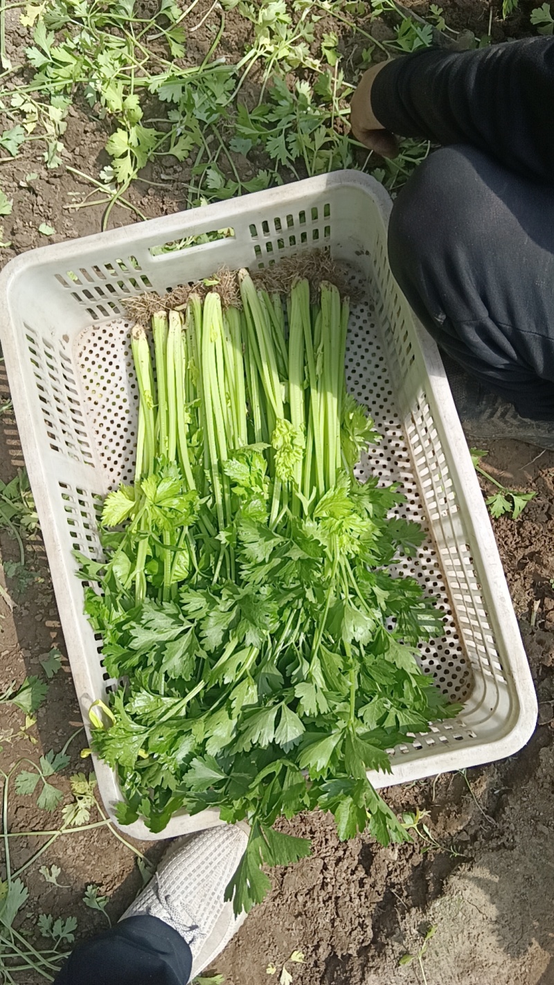 山东芹菜种子抗病芹王我级版基地大户均可栽培高产颜色好看