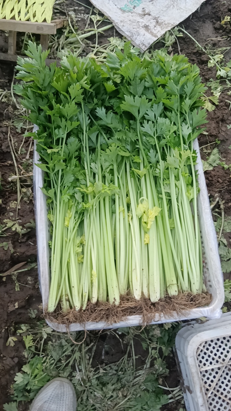 山东芹菜种子抗病芹王我级版基地大户均可栽培高产颜色好看