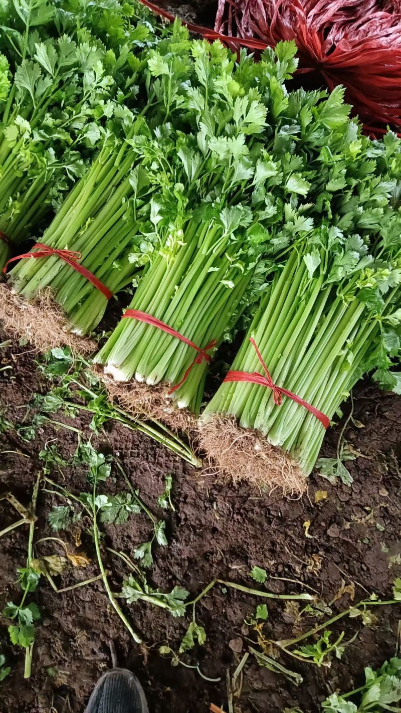 山东芹菜种子抗病芹王我级版基地大户均可栽培高产颜色好看