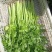 山东芹菜种子抗病芹王我级版基地大户均可栽培高产颜色好看