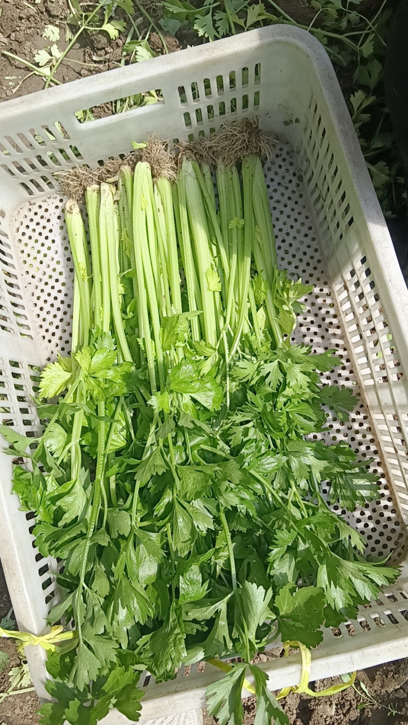 山东芹菜种子抗病芹王我级版基地大户均可栽培高产颜色好看