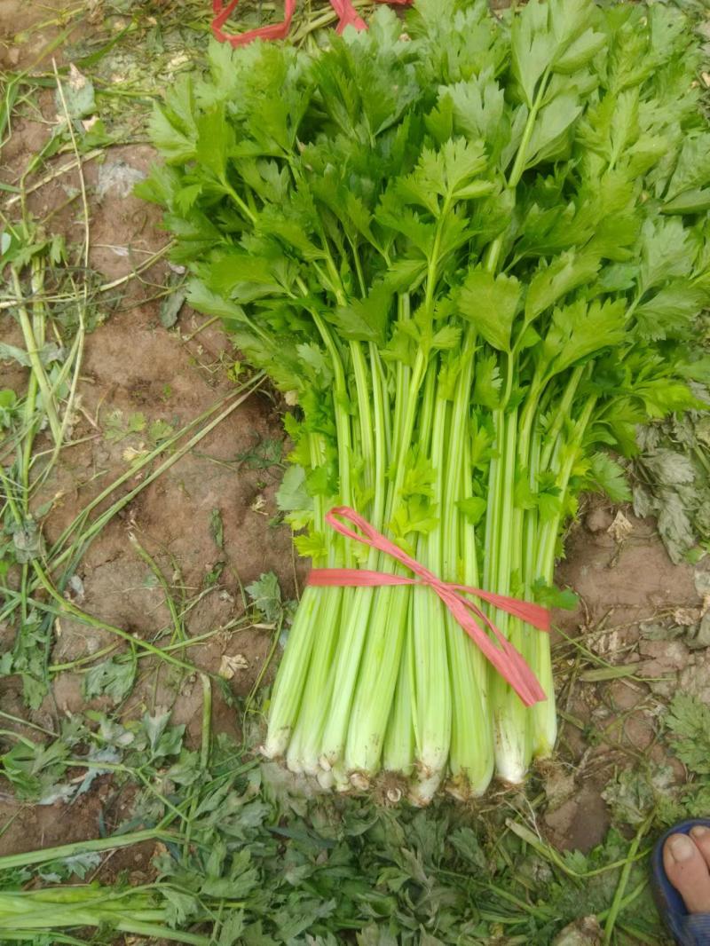 山东芹菜种子抗病芹王我级版基地大户均可栽培高产颜色好看