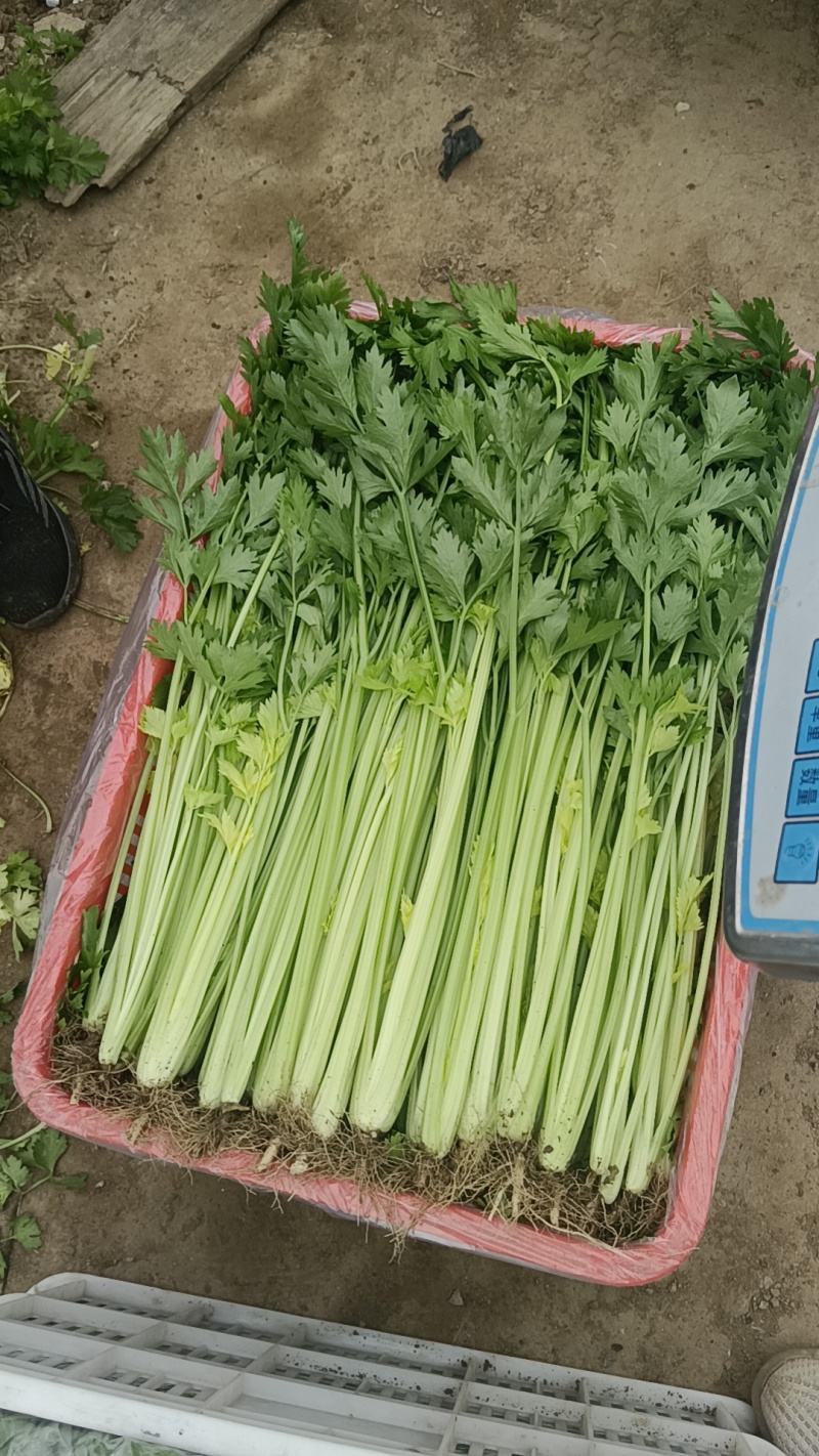 山东芹菜种子抗病芹王我级版基地大户均可栽培高产颜色好看