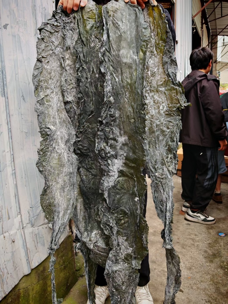 山东海带