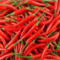 小米辣小米椒白米椒大量供应，产地直发，品质好价格优