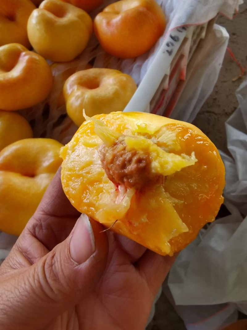 【蟠桃】河北油蟠九产地直发可视频看货脆甜多汁欢迎咨询