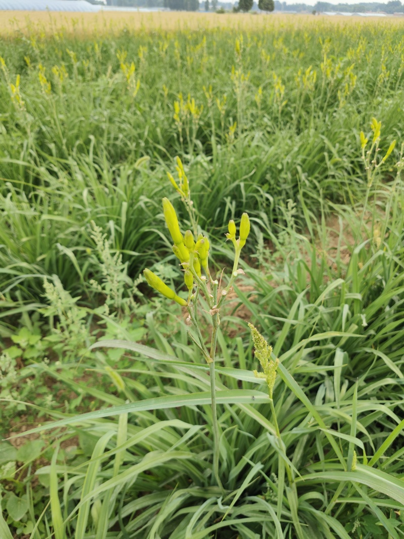 黄花菜种苗