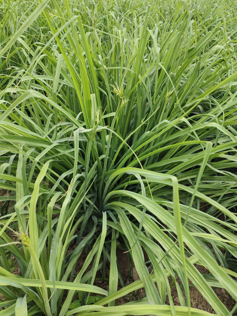 黄花菜种苗
