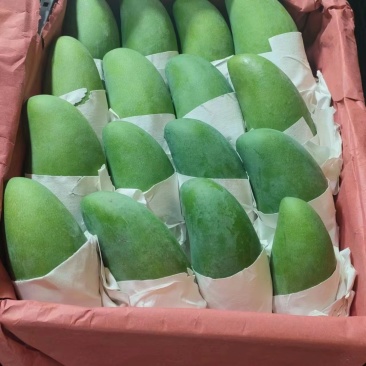 攀枝花大青芒金煌产地一手货源对接批发商电商商超