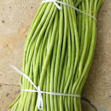 长豆角大量上市中！每天出货十万斤！跟客户需求，可加工分。