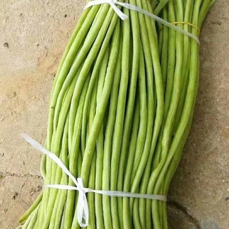 长豆角大量上市中！每天出货十万斤！跟客户需求，可加工分。
