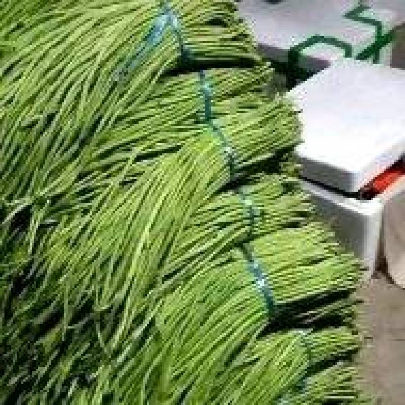 长豆角大量上市中！每天出货十万斤！跟客户需求，可加工分。