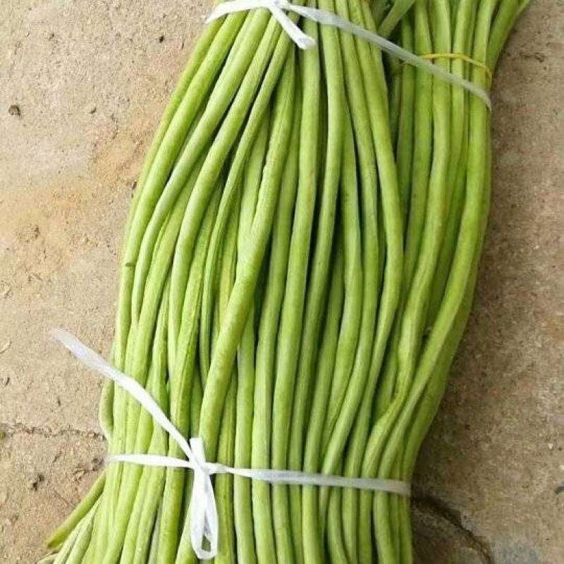 长豆角大量上市中！每天出货十万斤！跟客户需求，可加工分。