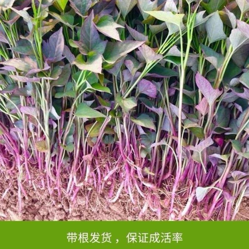 山东紫薯苗/扩繁苗脱毒苗/每天可供50万棵/全国接单中