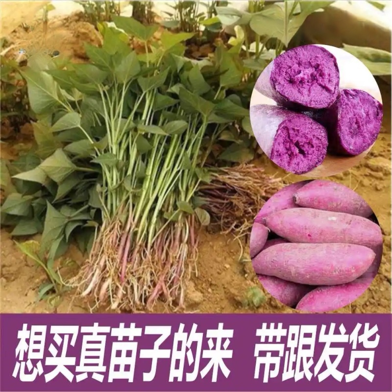 山东紫薯苗/扩繁苗脱毒苗/每天可供50万棵/全国接单中