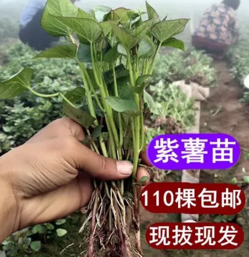 山东紫薯苗/扩繁苗脱毒苗/每天可供50万棵/全国接单中