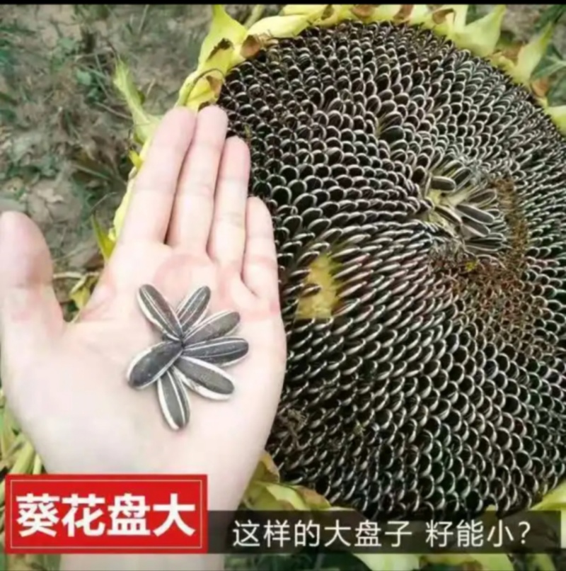 西瓜子中片各种口味厂家直发/批发商代理商看过来