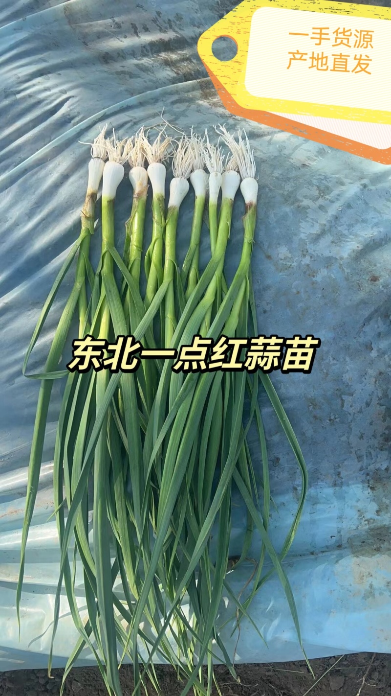 东北一点红蒜苗，大量有货，欢迎各位老板咨询采购