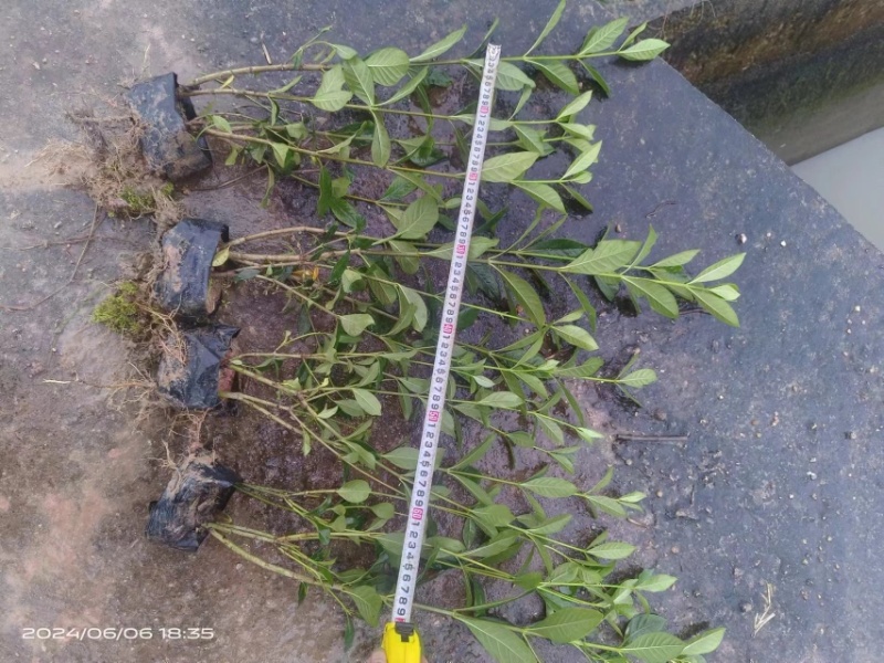 大叶栀子花‘玫瑰栀子花小杯中杯基地直销质量优质