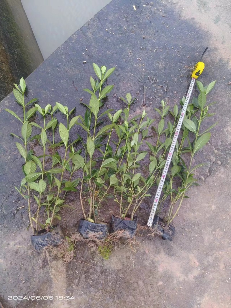 大叶栀子花‘玫瑰栀子花小杯中杯基地直销质量优质