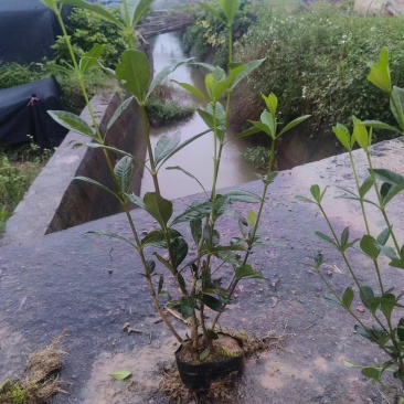 大叶栀子花‘玫瑰栀子花小杯中杯基地直销质量优质