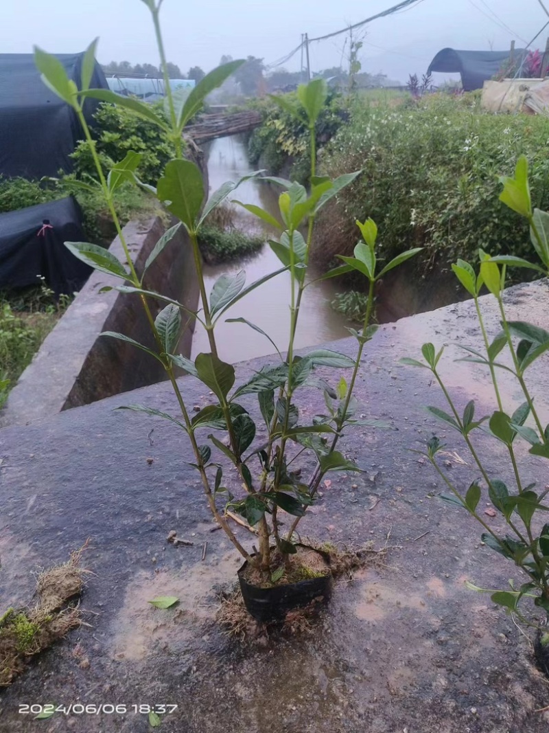大叶栀子花‘玫瑰栀子花小杯中杯基地直销质量优质