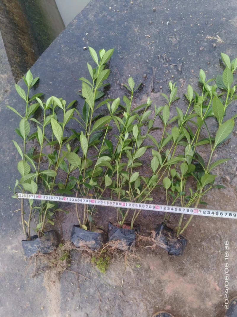 大叶栀子花‘玫瑰栀子花小杯中杯基地直销质量优质