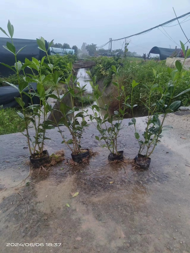 大叶栀子花‘玫瑰栀子花小杯中杯基地直销质量优质