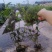 大叶栀子花‘玫瑰栀子花小杯中杯基地直销质量优质