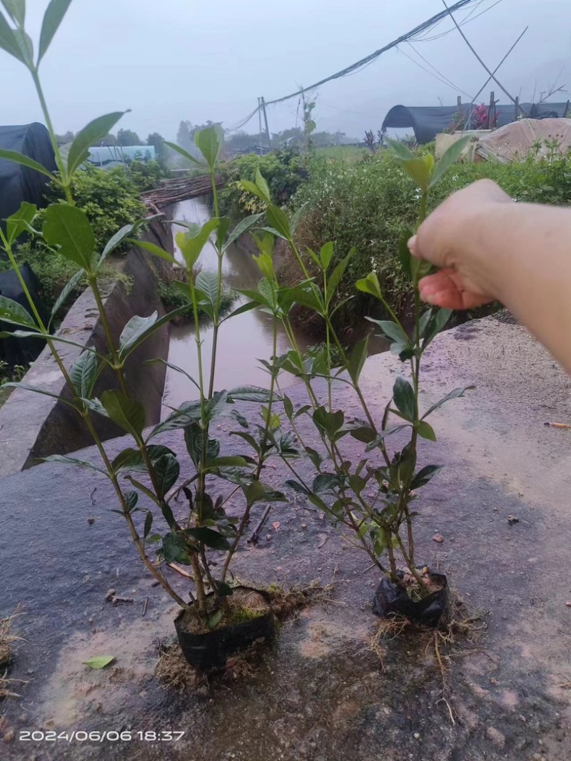 大叶栀子花‘玫瑰栀子花小杯中杯基地直销质量优质