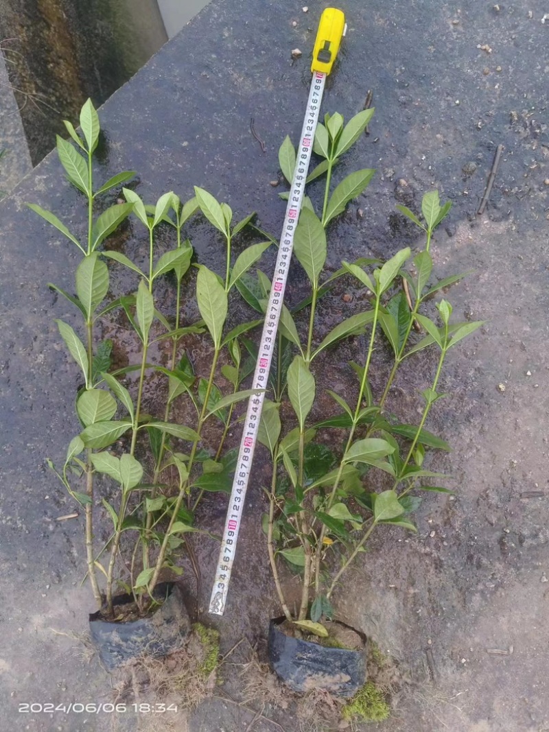 大叶栀子花‘玫瑰栀子花小杯中杯基地直销质量优质
