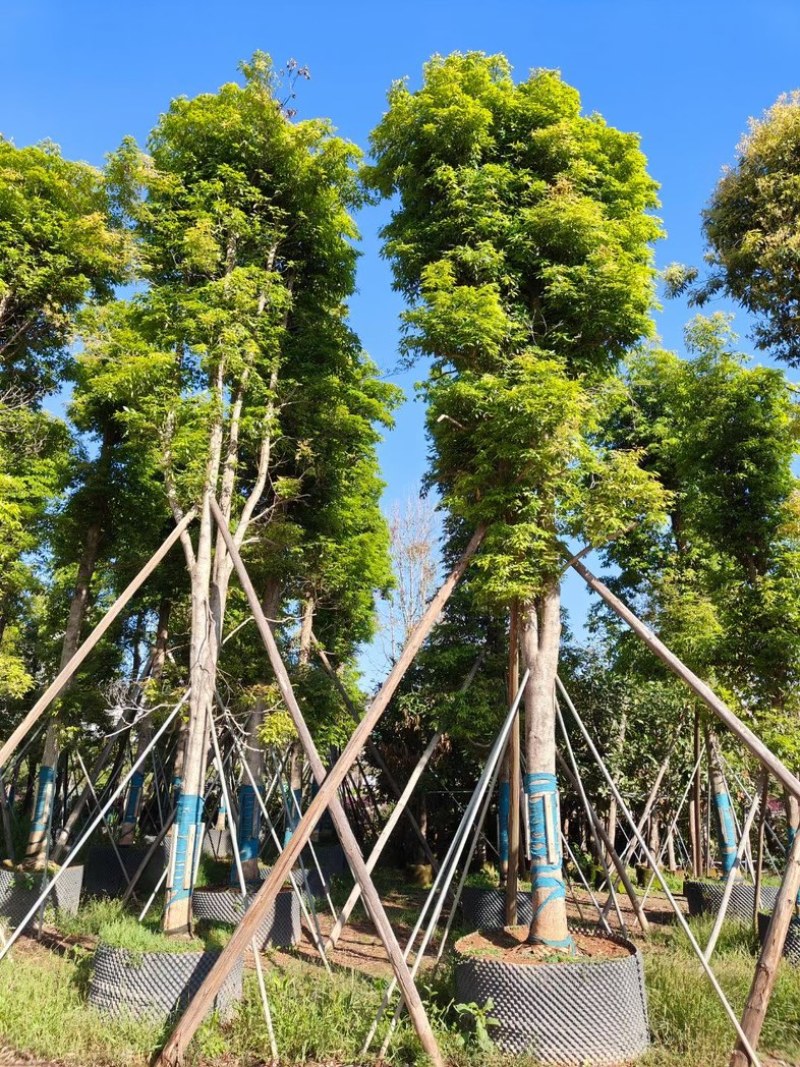 金丝楠木2～30公分基地直销规格齐全欢迎老板来电咨询
