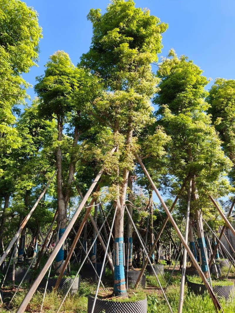 金丝楠木2～30公分基地直销规格齐全欢迎老板来电咨询