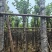 宫粉紫荆8～12公分基地直销规格齐全欢迎老板来电咨询