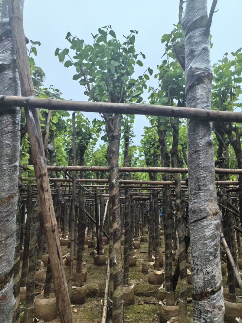 宫粉紫荆8～12公分基地直销规格齐全欢迎老板来电咨询