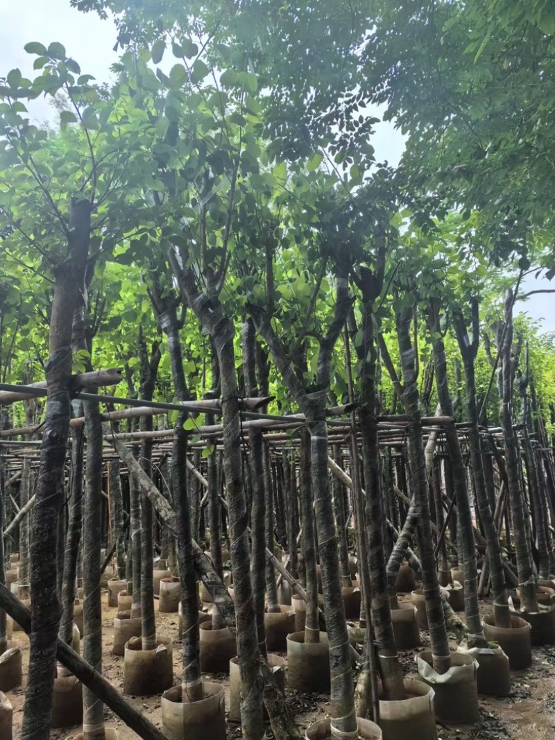 宫粉紫荆8～12公分基地直销规格齐全欢迎老板来电咨询