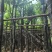 宫粉紫荆8～12公分基地直销规格齐全欢迎老板来电咨询