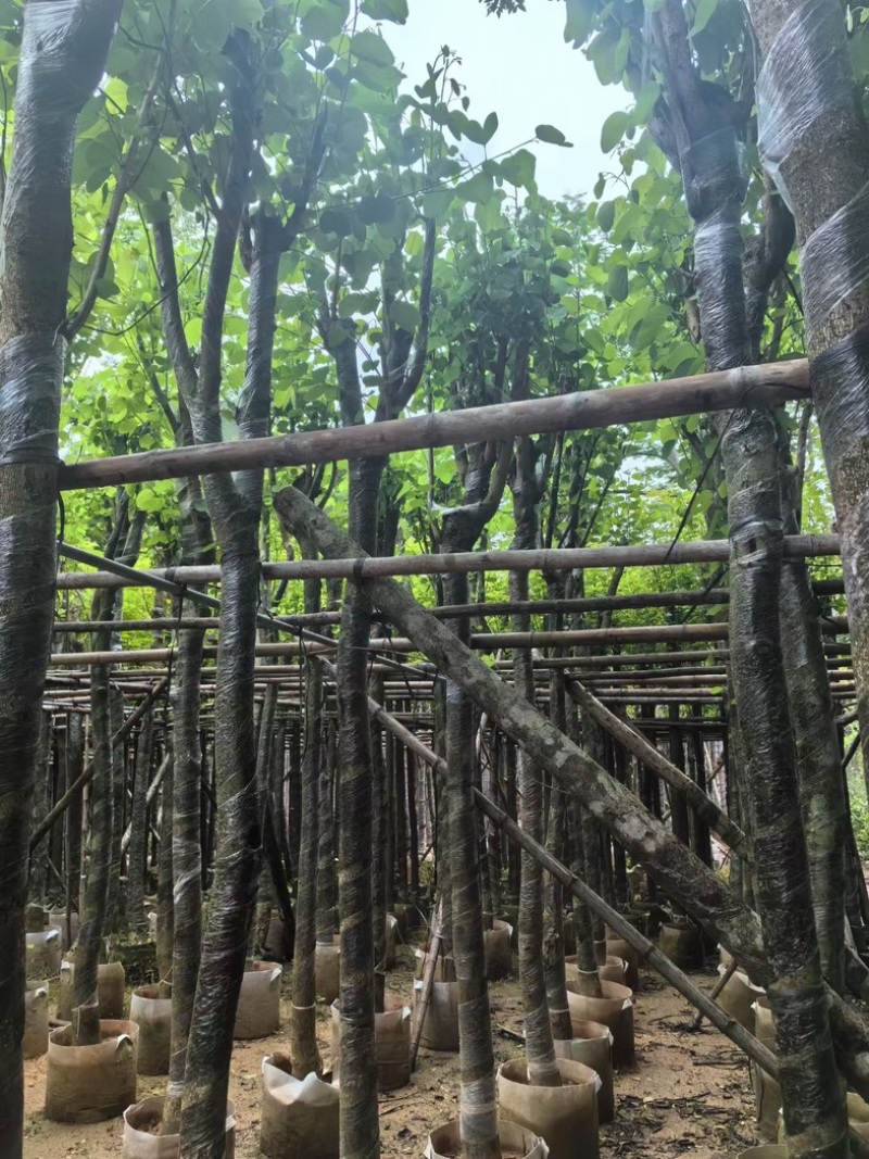 宫粉紫荆8～12公分基地直销规格齐全欢迎老板来电咨询