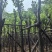 宫粉紫荆8～12公分基地直销规格齐全欢迎老板来电咨询