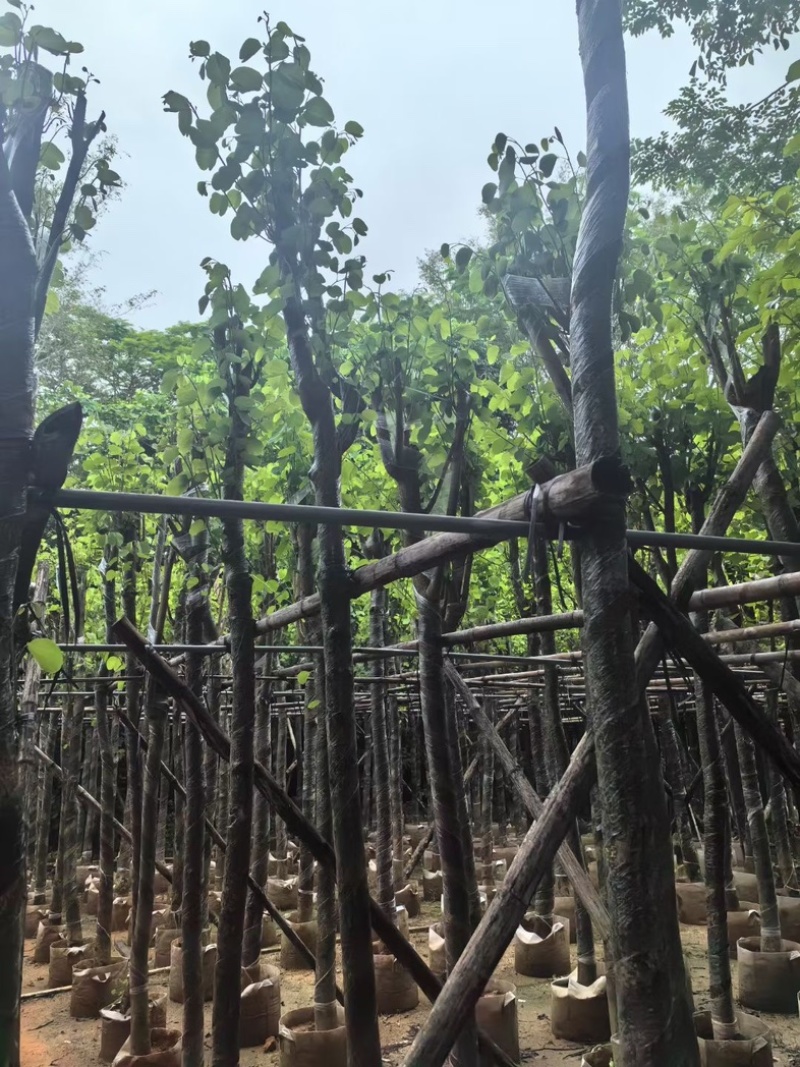 宫粉紫荆8～12公分基地直销规格齐全欢迎老板来电咨询