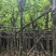 宫粉紫荆8～12公分基地直销规格齐全欢迎老板来电咨询