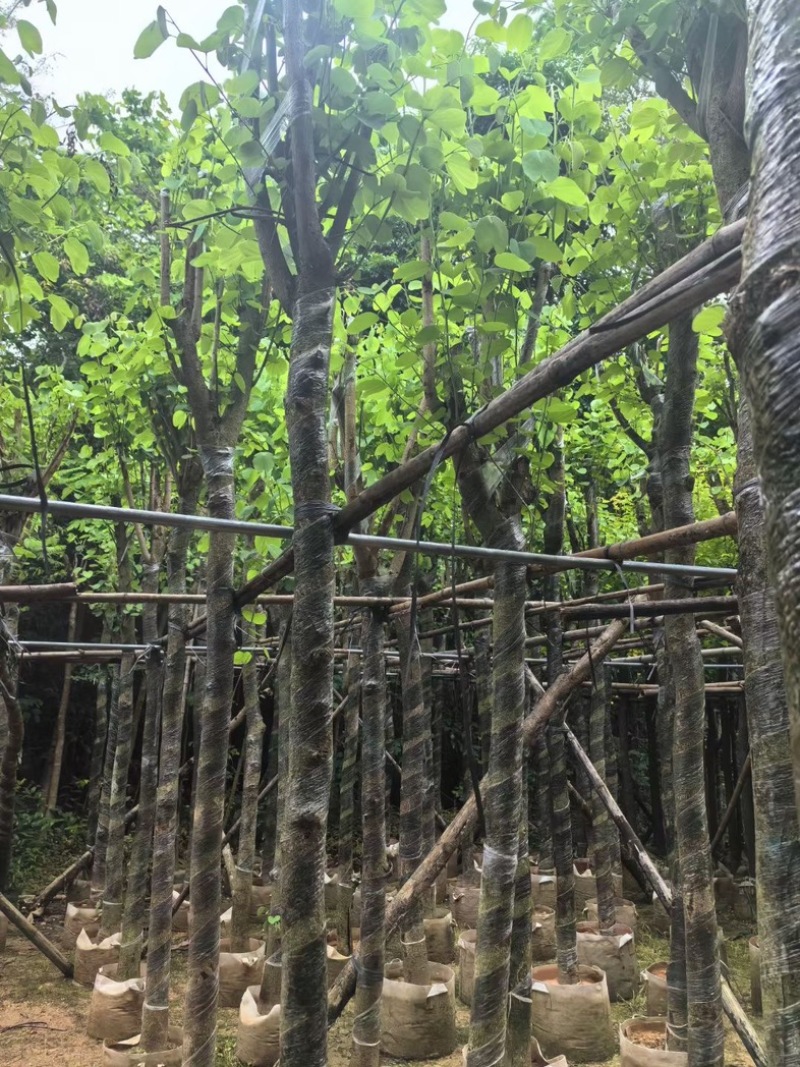 宫粉紫荆8～12公分基地直销规格齐全欢迎老板来电咨询